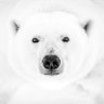Profilbild von Sam Barrow