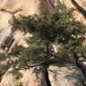 treerisk's profile picture