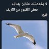 سامر العبيدي's profile picture