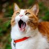 しげぞー profil fotoğrafı