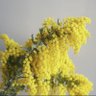 sugi-ko profil fotoğrafı