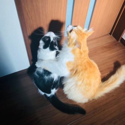 fantagina7's profile picture