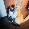 にゃん助 profil fotoğrafı