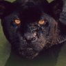 Фото профиля Panther Capital