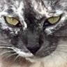 tsumi profil fotoğrafı