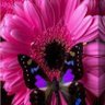 Closer to the Heart's profile picture