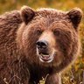 Man Eating Bear profil fotoğrafı