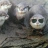 Profilbild von cryptobreed1968