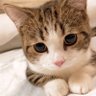 PORON🐱✨Eveの日🎄CDJ🎉 的头像