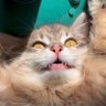 kiskazilla profil fotoğrafı