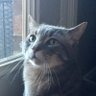 mycatisben's profile picture