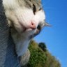 岩融's profile picture