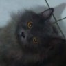 Profilbild von アルヴォンス