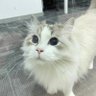 charliesong 的头像
