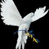 Tr991 profil fotoğrafı