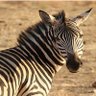 The Zebra's profile picture