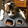 よな▼ กินข้าว profil fotoğrafı