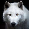 Kris - Ark 🐀🐺 ⚔️ profil fotoğrafı