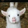 Lokita profil fotoğrafı
