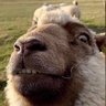 TheBigFatGoat profil fotoğrafı