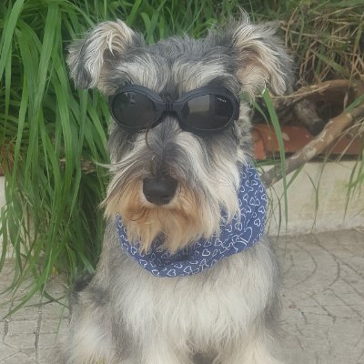 Eddie Schnauzer's profile picture