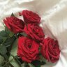 Profilbild von Rose