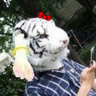 猫又『九(Qoo)』〈妖怪〉 profil fotoğrafı