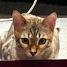 Profilbild von Cool.Cat