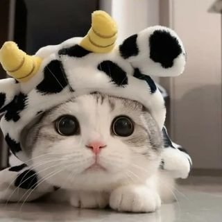 | Poor /Cute l Kitten | Rescue.'s profile picture