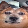 bobux?'s profile picture