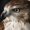 JoeyfalconXRP's profile picture