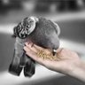 حماده's profile picture