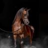 Фото профиля نصراوي صميم