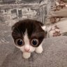 DAZAI profil fotoğrafı