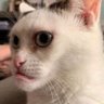 Profilbild von keanu.1