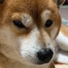 hiroya(カノマッチ)'s profile picture