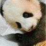 ミニ 的头像