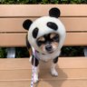 tomochin72's profile picture