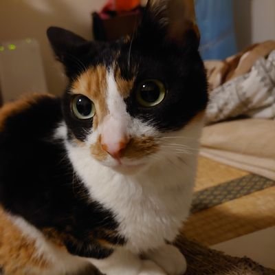 まる様とてつ様's profile picture
