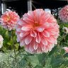 Фото профиля なお