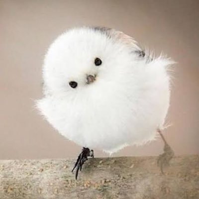 癒しのお届け便 📦【動物】's profile picture