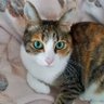 てれや profil fotoğrafı