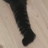 化け猫 的头像