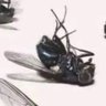Deceased Fly 的头像