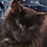 rjvicich profil fotoğrafı