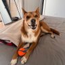 RJ profil fotoğrafı