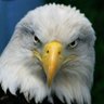 Alshaheen🦅's profile picture
