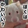 Фото профиля ゆえゆえ@5匹のねこと一緒