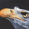 aka_flyingeagle profil fotoğrafı