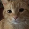 Katz profil fotoğrafı